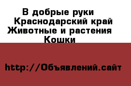 В добрые руки  - Краснодарский край Животные и растения » Кошки   